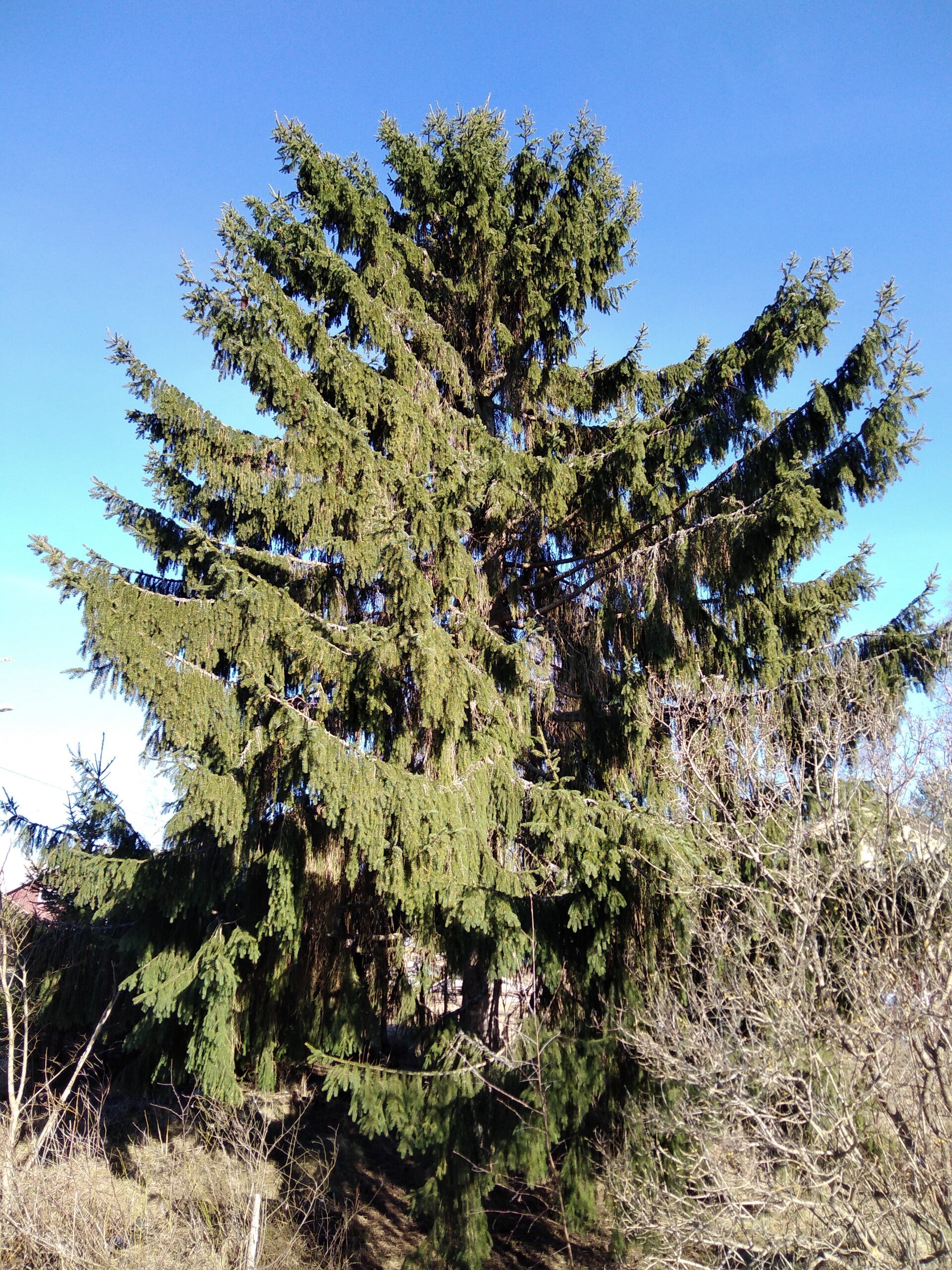 Picea abies f. viminalis, riippakuusi