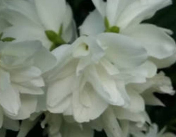 Philadelphus x lemoinei 'Snowbelle', kamelianjasmike