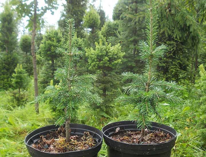 Abies sibirica 'Pikku-Pekka', pallosiperianpihta