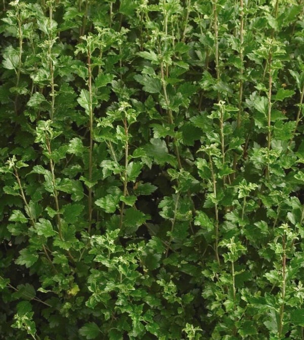 Ribes alpinum, taikinamarja