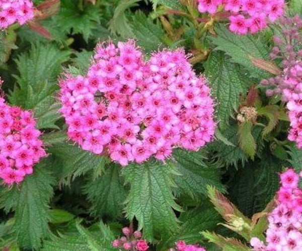 Spiraea japonica 'Crispa', ripsureunajapaninangervo