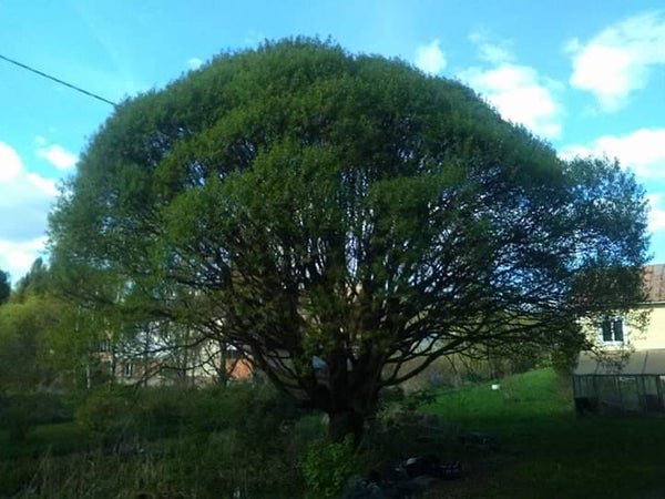 Salix euxina 'Bullata', terijoensalava