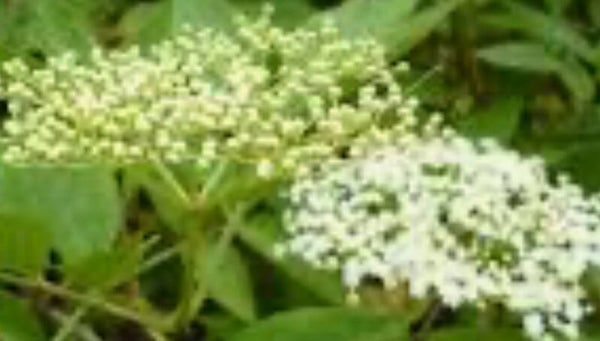 Sambucus nigra 'Riese aus Vossloch', mustaselja