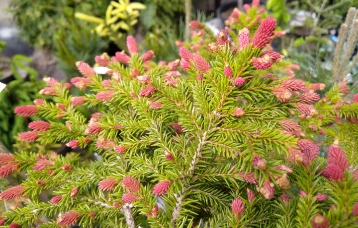 Picea abies 'Punahilkka', purppurapallokuusi