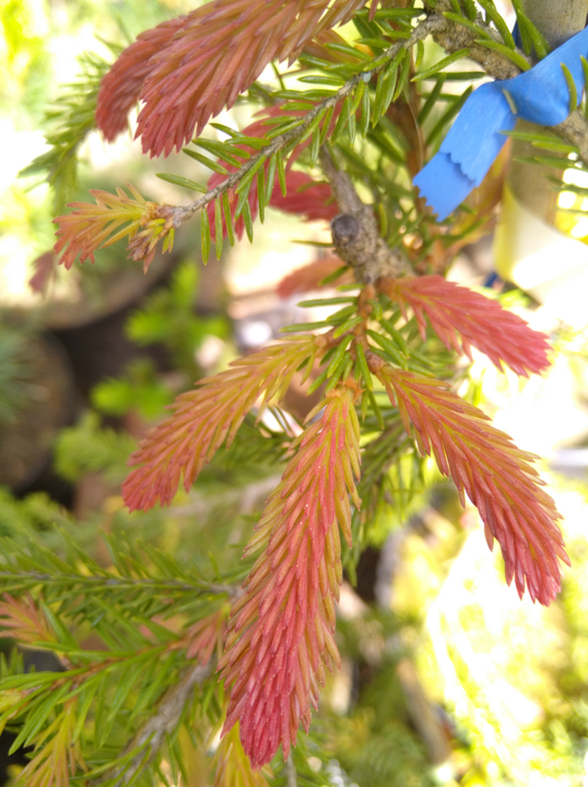 Picea abies 'Punapaula', purppurasurukuusi