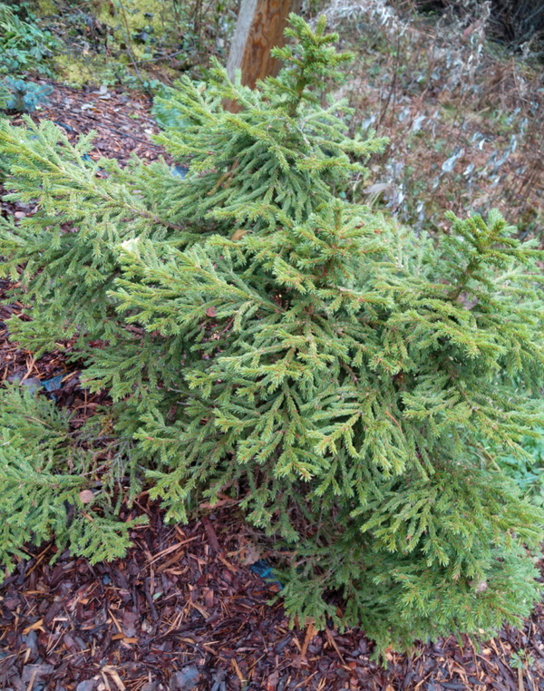 Picea abies 'Luua', kääpiökuusi