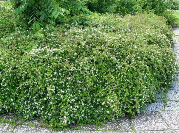 Stephanandra incisa 'Crispa', seppelvarpu