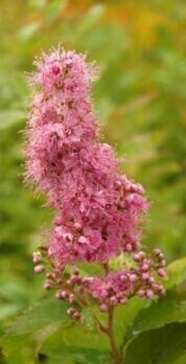 Spiraea x billiardii, rusopajuangervo