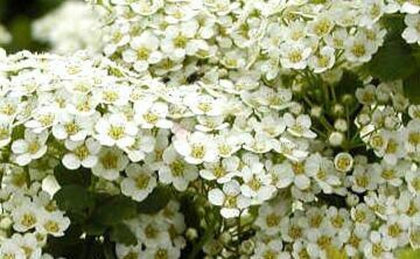 Spiraea trilobata, siperianvirpiangervo