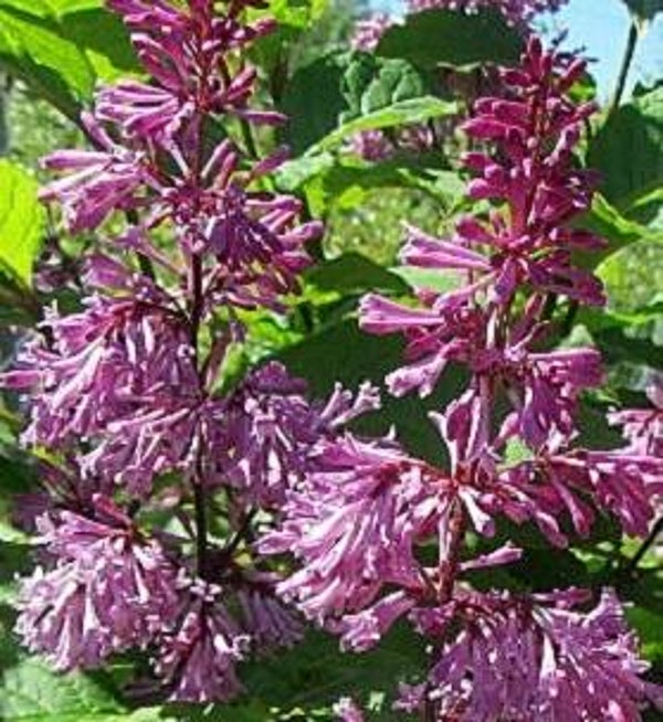 Syringa x josiflexa 'Veera', kaarisyreeni