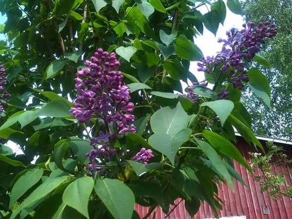 Syringa vulgaris, pihasyreeni