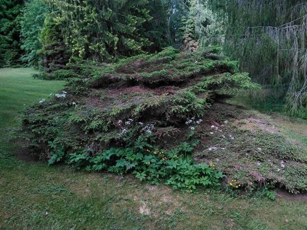 Picea abies 'Tapionpöytä' (f. tabulaeformis) E2165 Suomusjärvi, pöytäkuusi