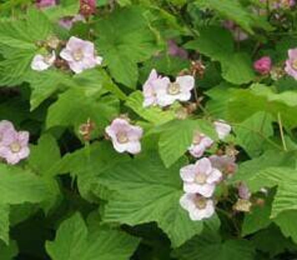 Rubus odoratus, tuoksuvatukka