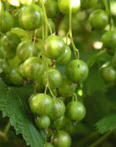 Ribes nigrum 'Vilma', viherherukka