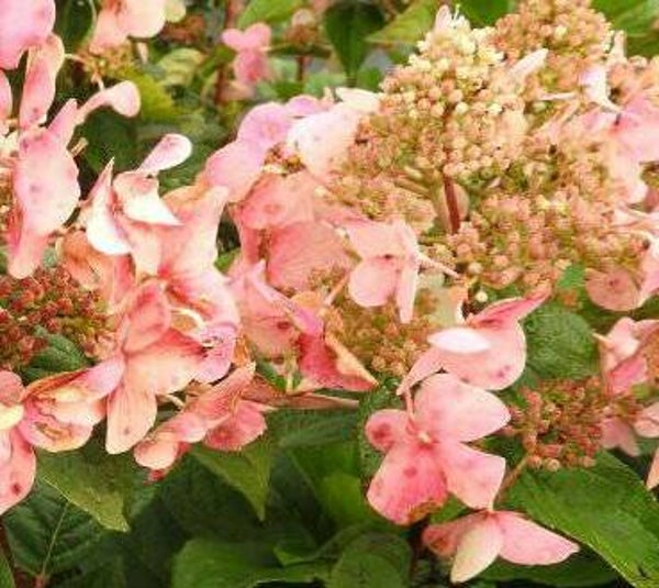 Hydrangea paniculata 'Wim's Red', syyshortensia