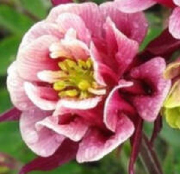 Aquilegia vulgaris 'Winky Double Red-White', lehtoakileija
