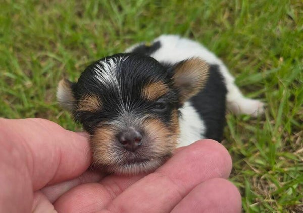 Male Yorkie
