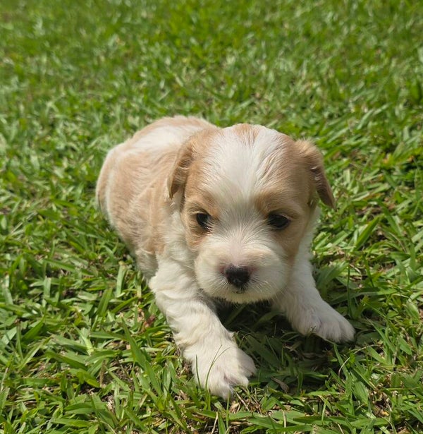 MalteCav Male