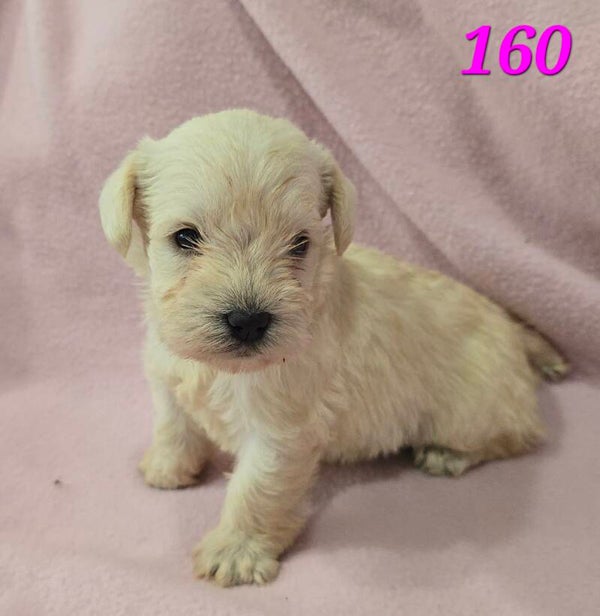 Mini Schnauzer Female