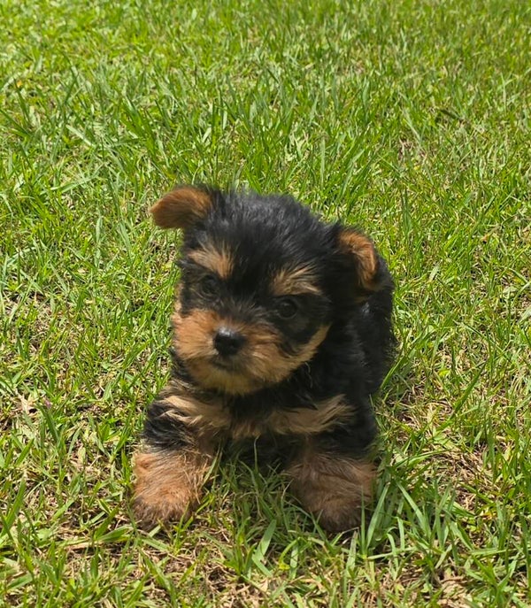 Small Yorkie Female