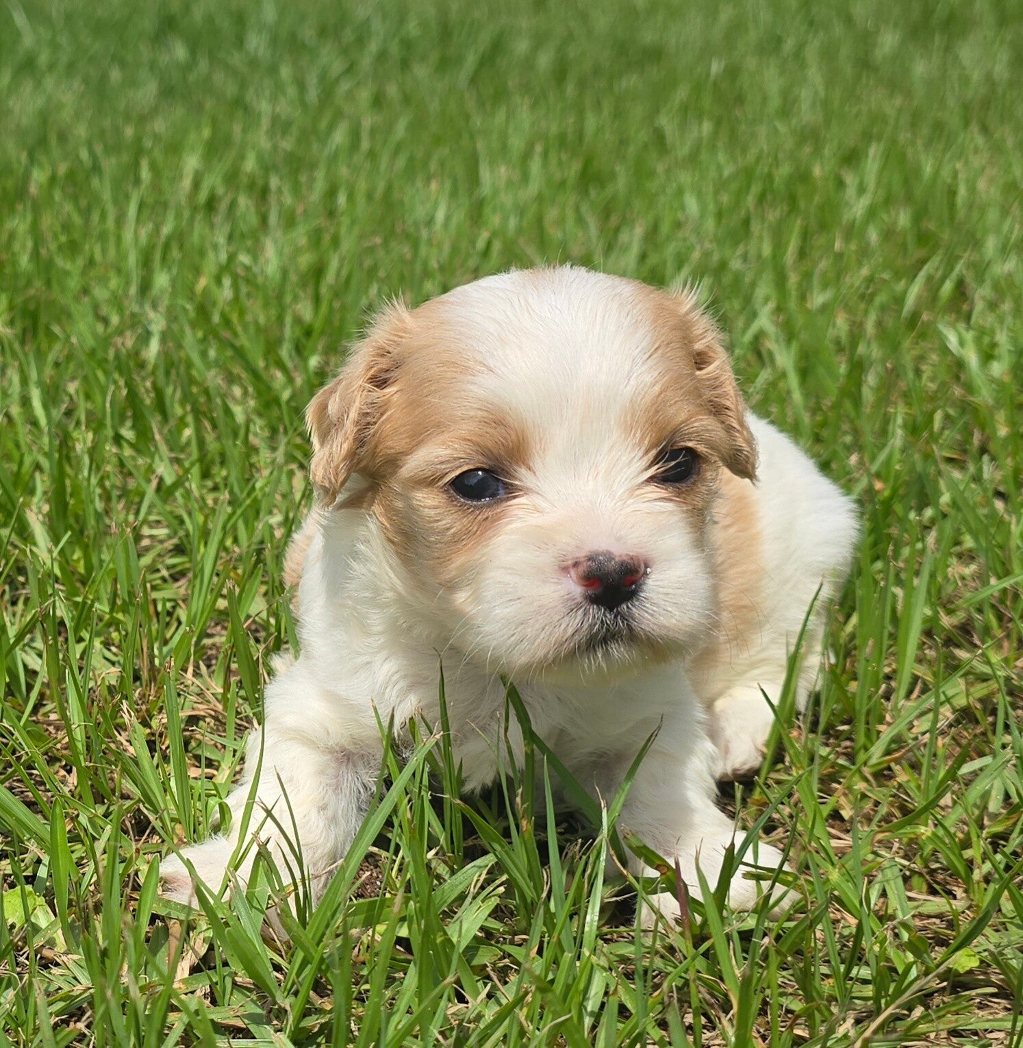 MalteCav Female