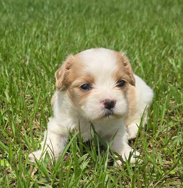 MalteCav Female