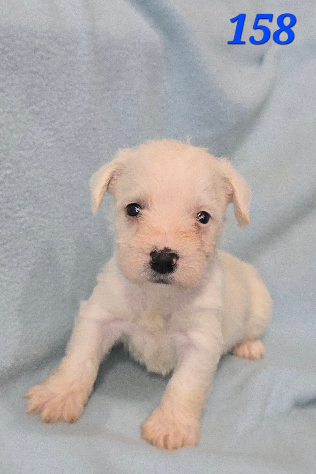 Mini Schnauzer Male