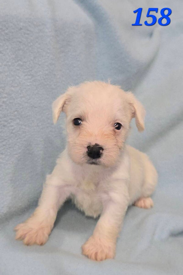 Mini Schnauzer Male