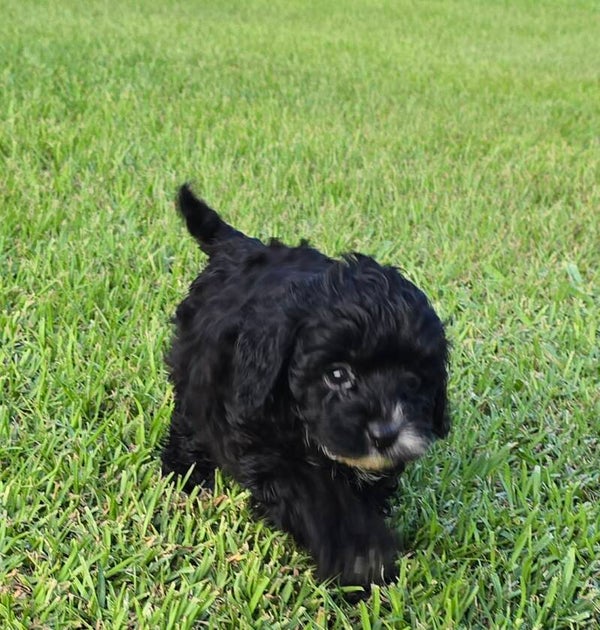 Cavapoo Male