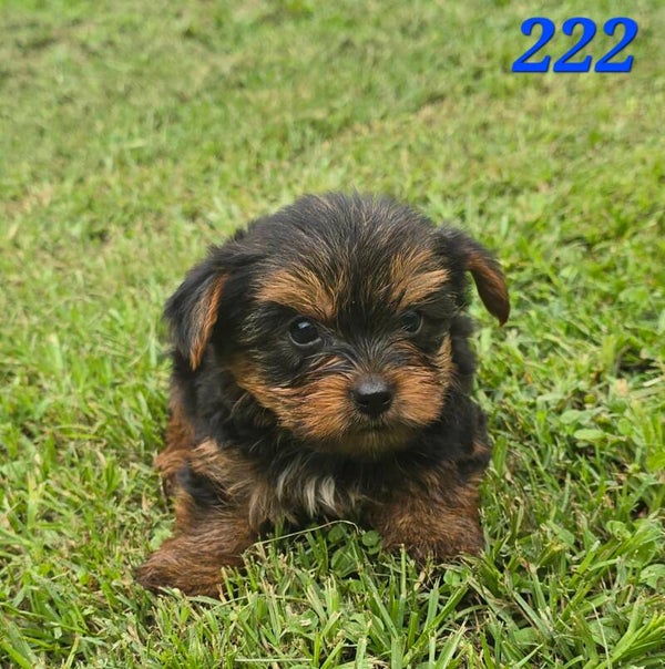 Male Yorkie