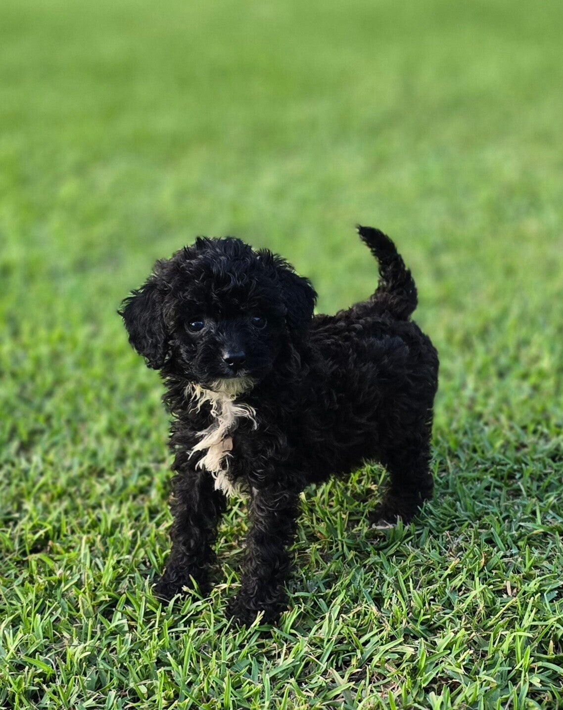 Female Cavapoo