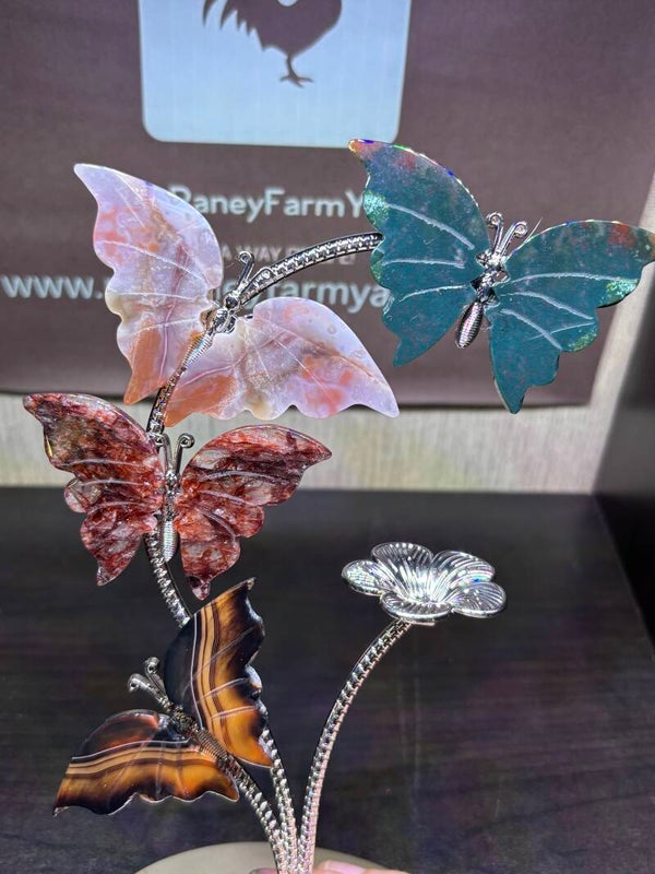 Butterfly Display