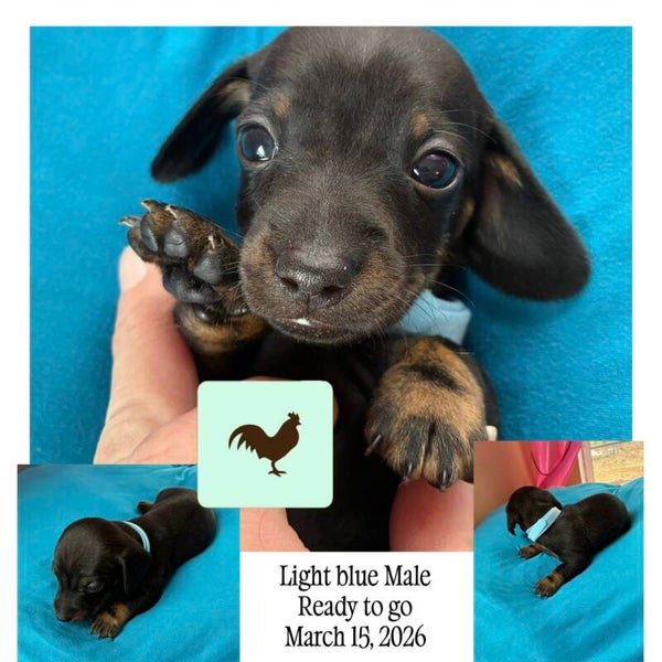 READYMale Mini Dachshund (light blue)