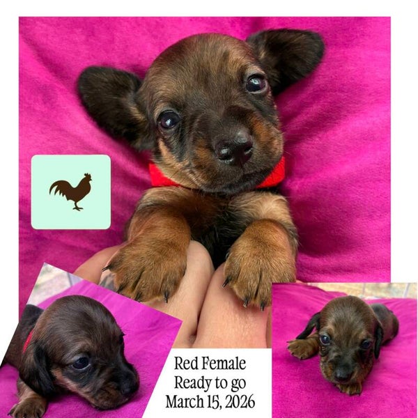 READY Female mini dachshund (Red)