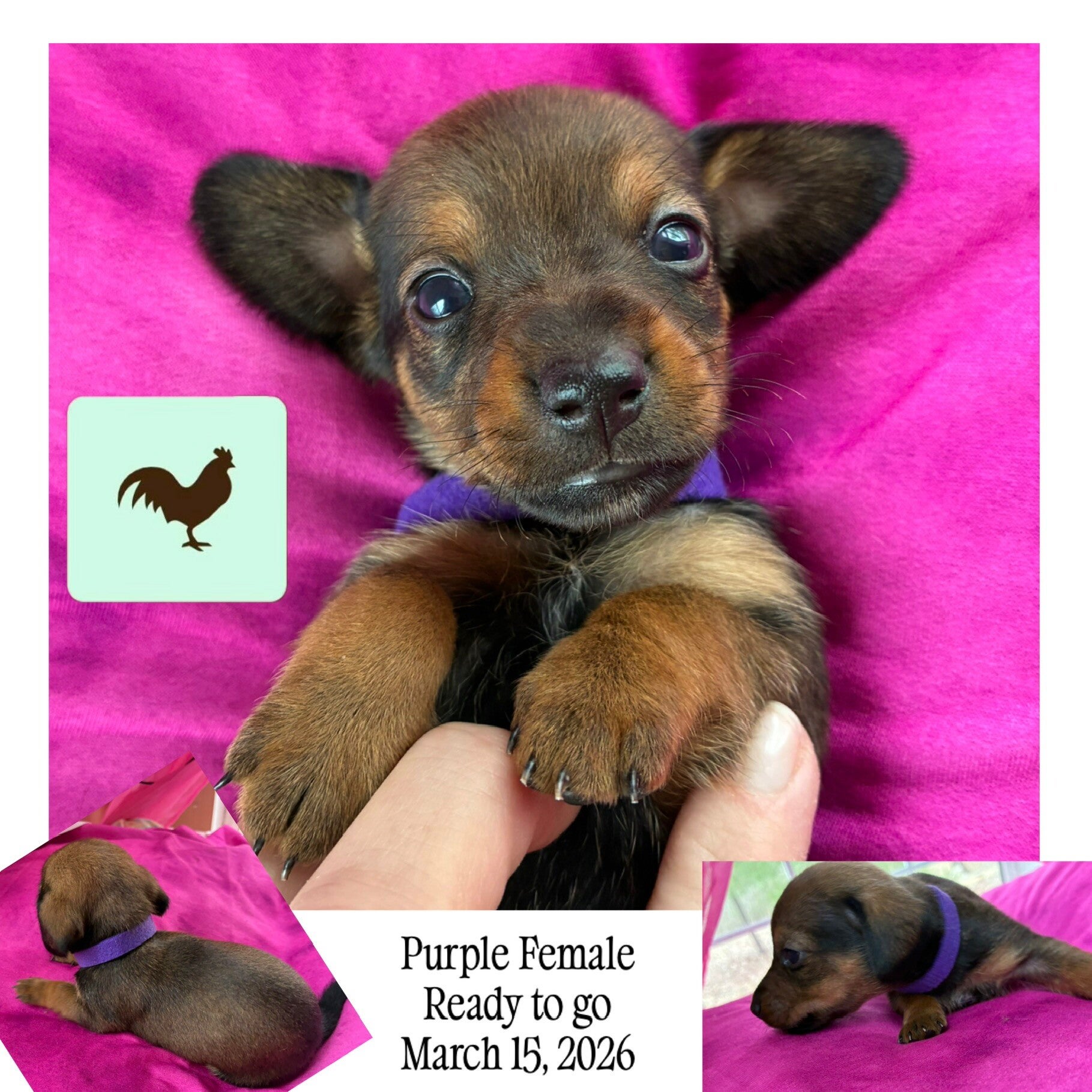 Female mini Dachshund (purple)