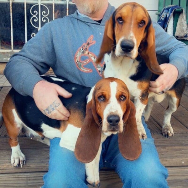 Adult Bassett Hound pair