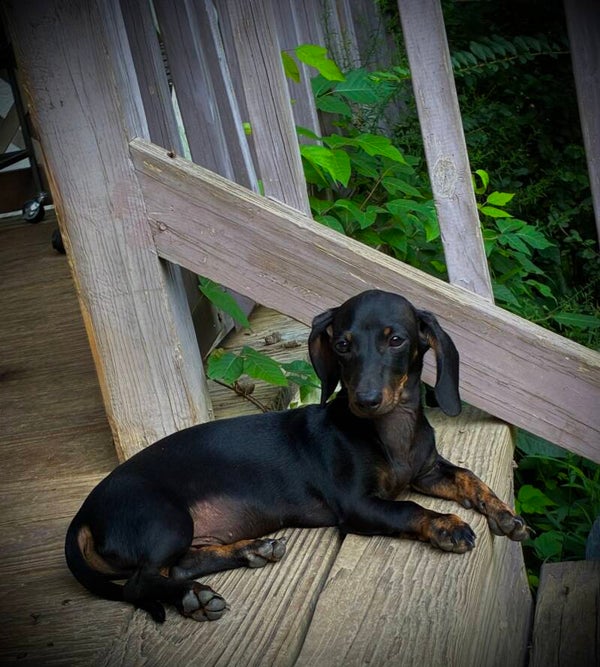 Dash the Dachshund