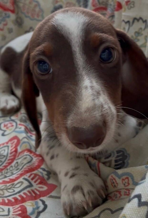 Male Dachshund