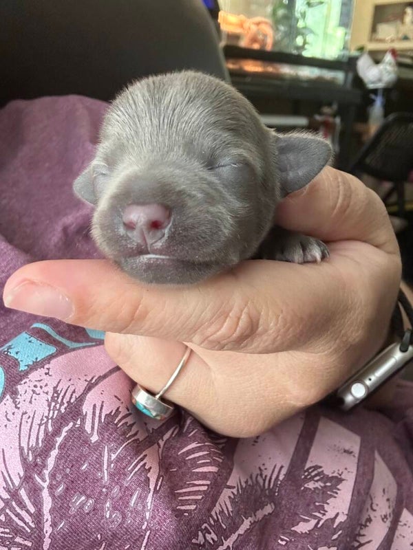 Blue Male Deer Head Chihuahua