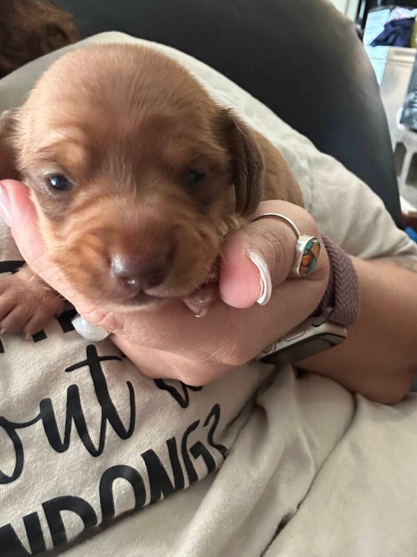 Mini red male Dachshund