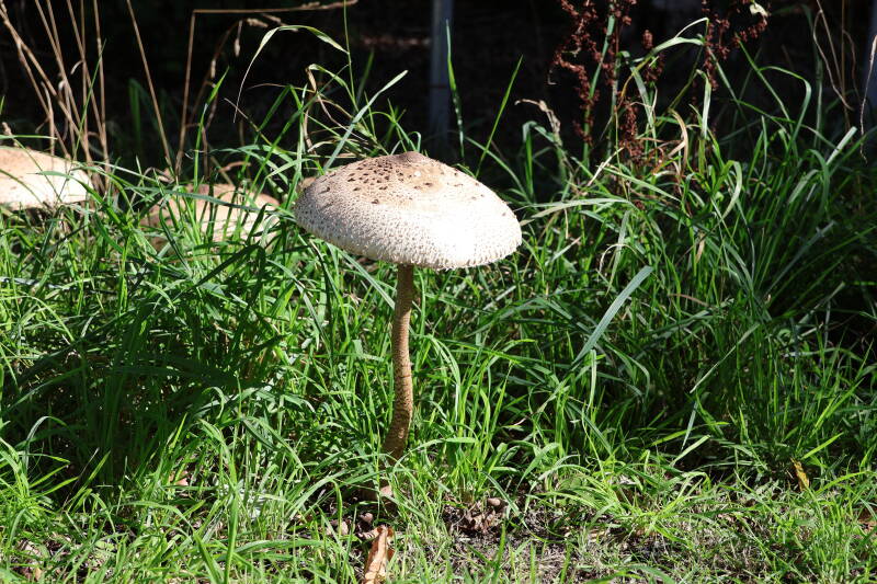 img_5082-standard.jpg