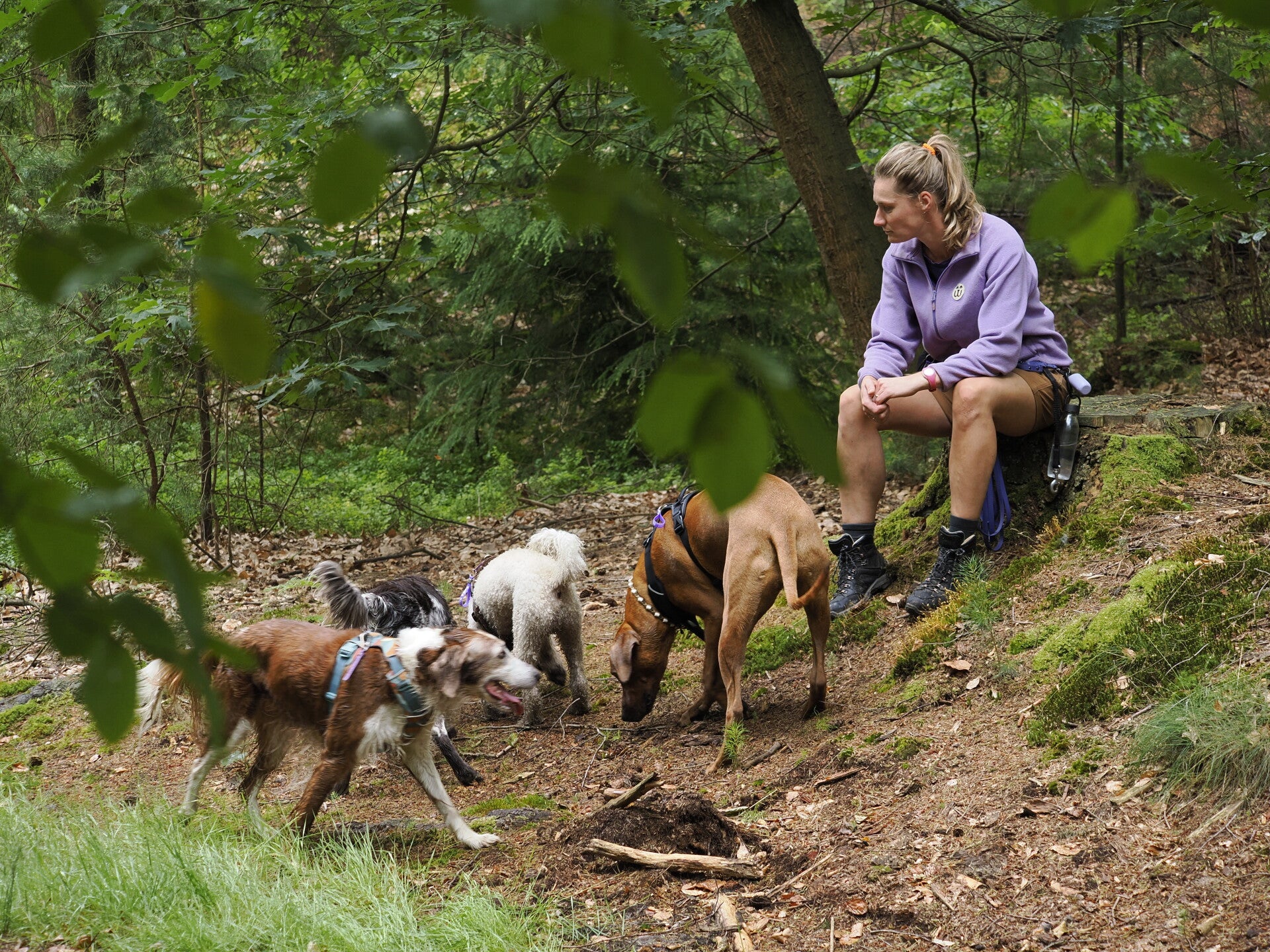 Woef & Wandel hondenuitlaatservice - vier honden wandelen met Nathalie