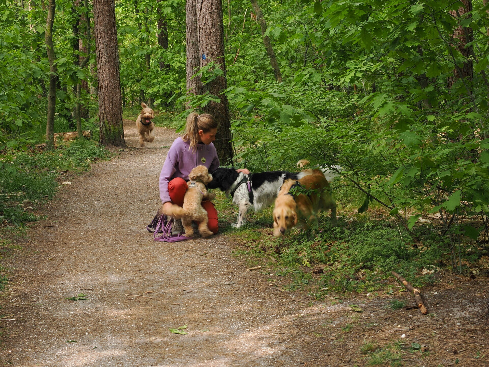 Woef & Wandel hondenuitlaatservice - vier honden wandelen met Nathalie