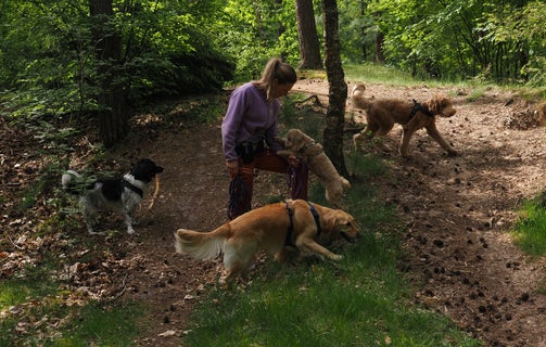 Groepswandeling met hondenuitlaatservice Woef & Wandel. Sociale wandelingen voor honden die van gezelschap houden. Veilig, leuk en sociaal, in de natuur van Nunspeet en omgeving.