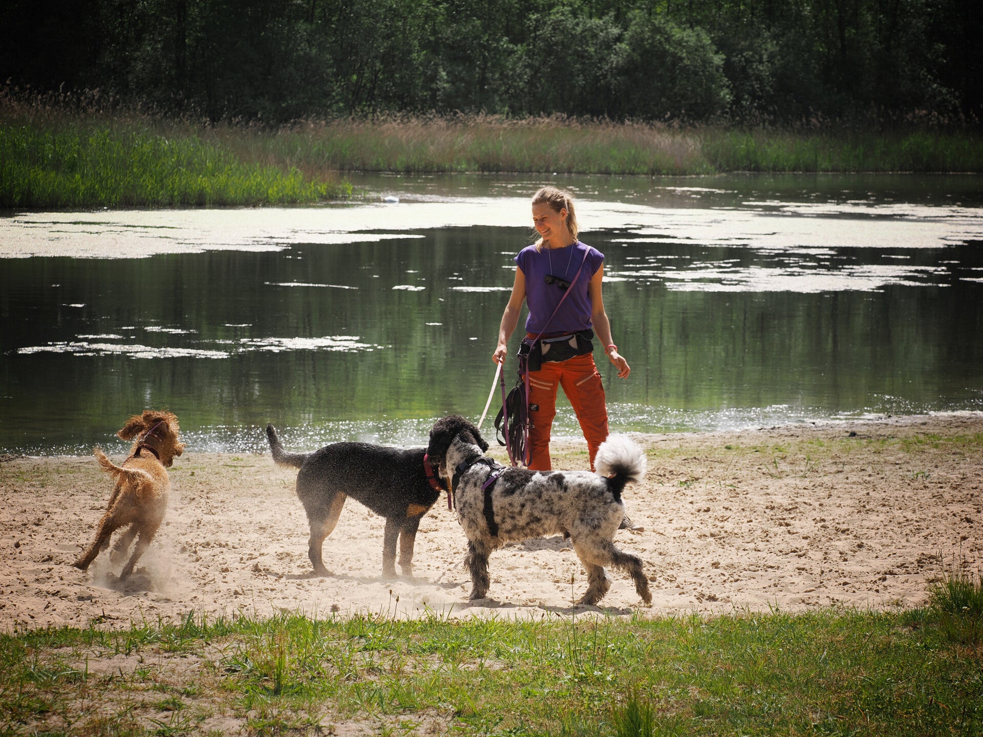 Groepswandeling met hondenuitlaatservice Woef & Wandel. Sociale wandelingen voor honden die van gezelschap houden. Veilig, leuk en sociaal, in de natuur van Nunspeet en omgeving.