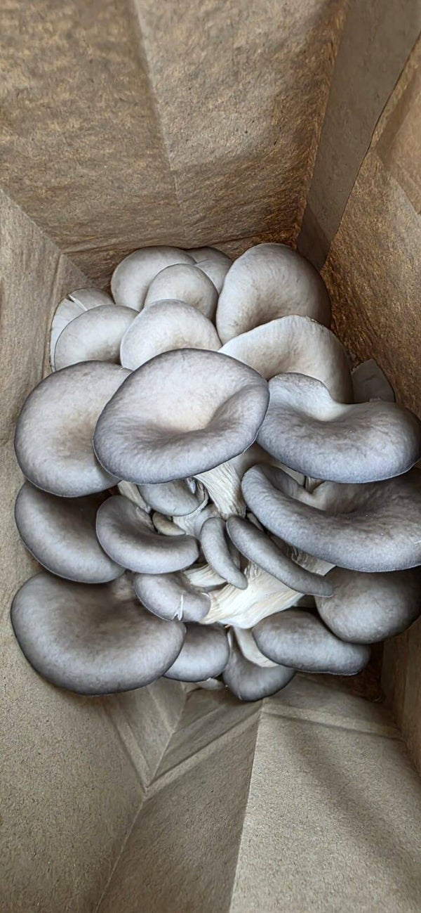 Mushrooms Blue Oyster