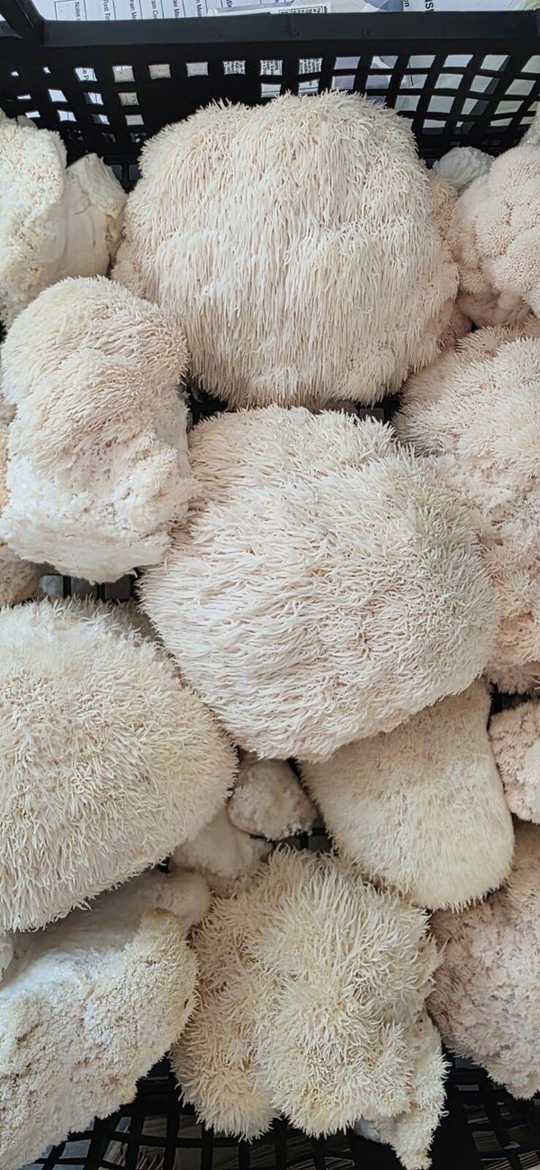 Lion’s Mane Mushrooms 250g/500g