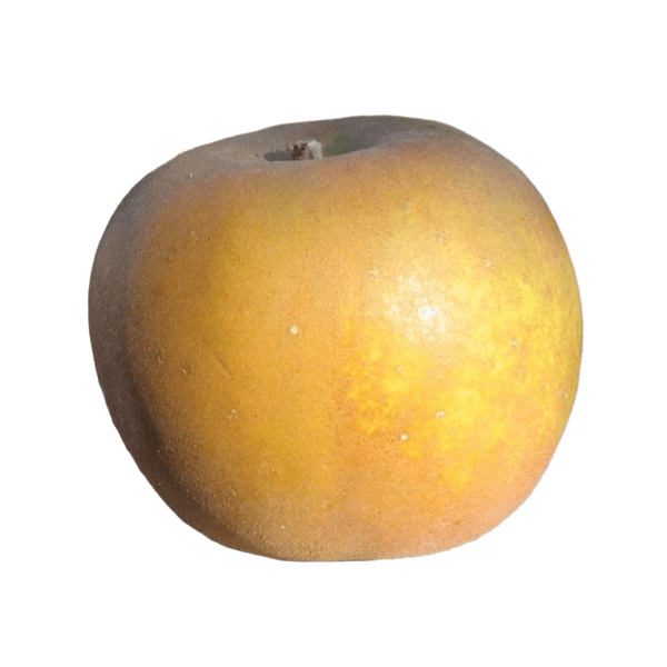 Apples English Russet Each