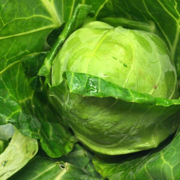 Cabbage Primo Each