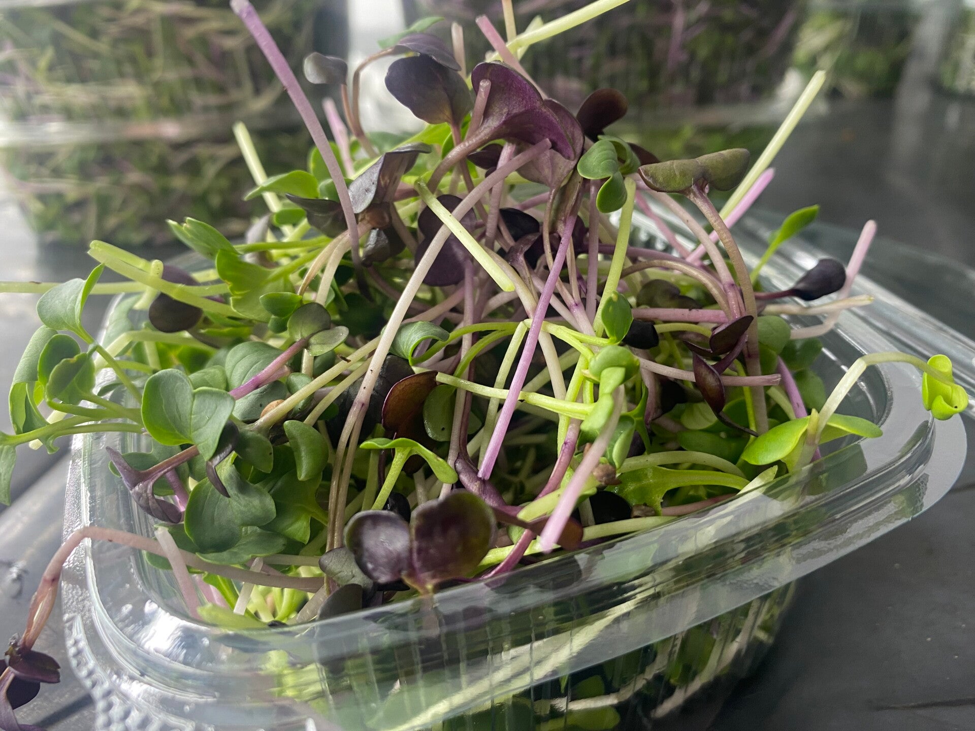 Microgreen Radish Mix